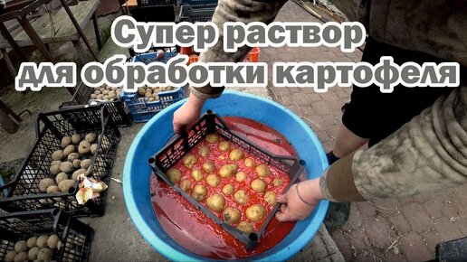 Скачать видео: Супер раствор для обработки картофеля перед посадкой