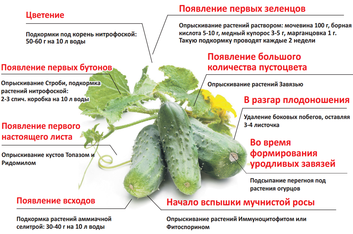 Пучат ли свежие огурцы. Схема удобрения огурцов в открытом грунте. Схема подкормки огурцов в теплице. Схема подкормки огурцов удобрениями. Огурцы схема подкормок.