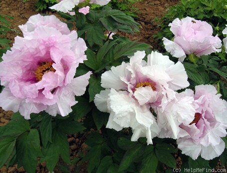 Companion of Serenity. Фото Vivaio G&G Buffa