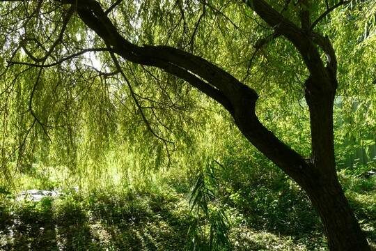    В Молдавии нашли неожиданную альтернативу российскому газу