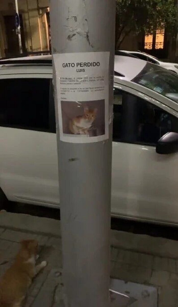 Кот у объявления. Источник фото: https://catiororeflexivo.com/gatinho-perdido-e-coincidentemente-encontrado-logo-em-baixo-do-seu-cartaz-de-desaparecido/