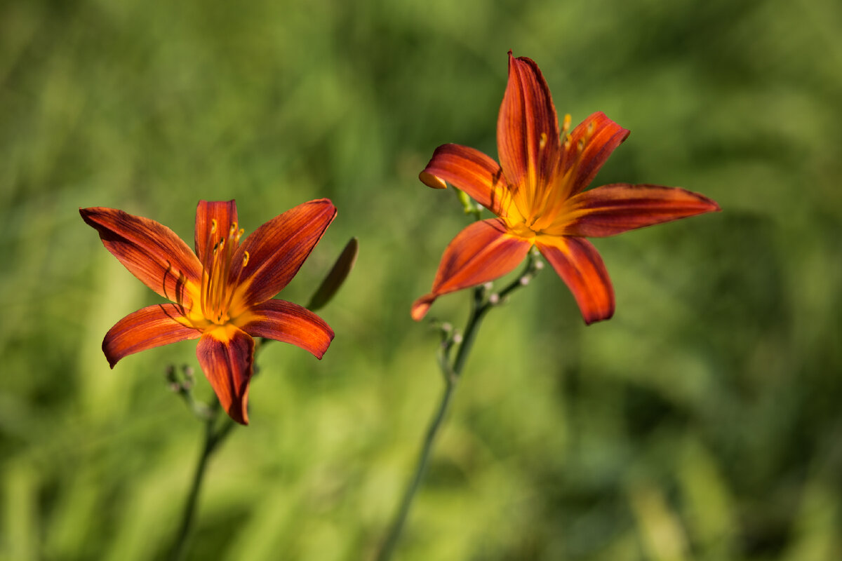 Александровский Сад, г. Санкт-Петербург. Лилейники. Автор фото: Надежда Панова, http://nadia-photo.com