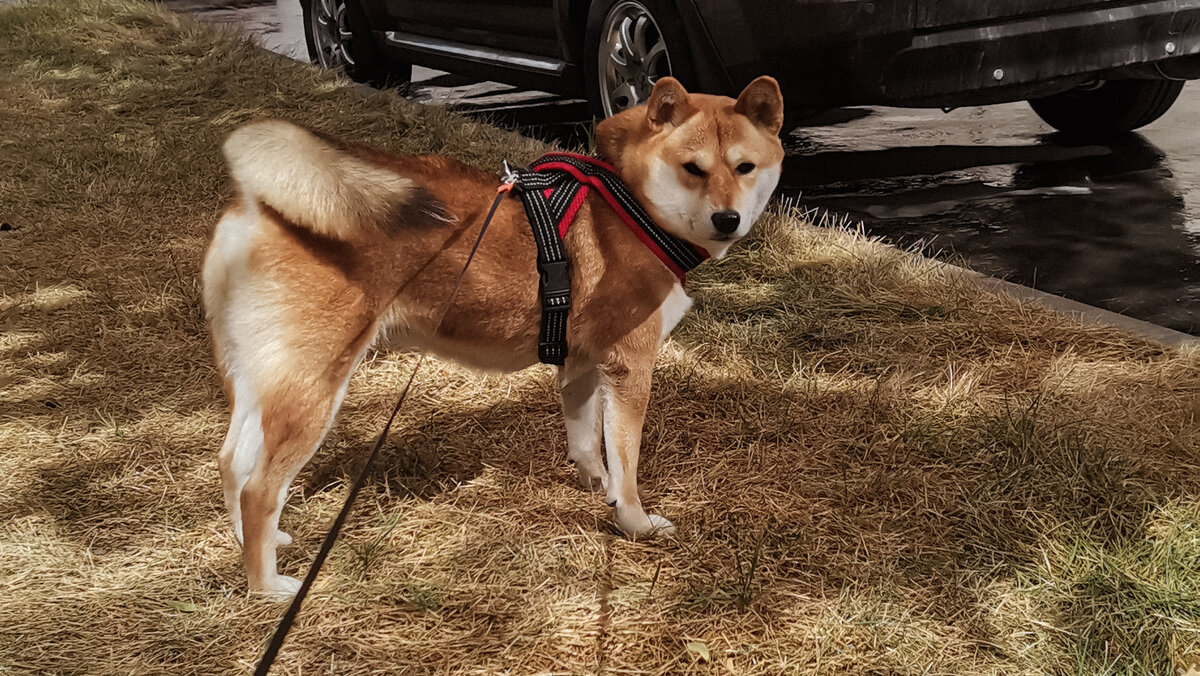 После затяжного зноя собака стала сливаться с цветом выжженной травы