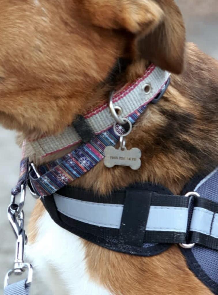 Адресник - лучшая вещь что есть у собаки! 