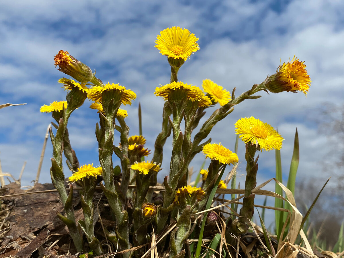 Мать-и-мачеха. "Станция Мир"