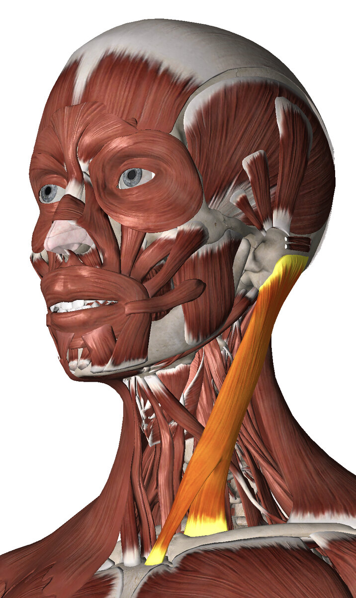 Трапециевидная мышца шеи фото