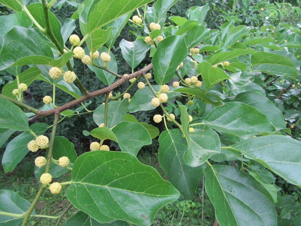 Женское соцветие