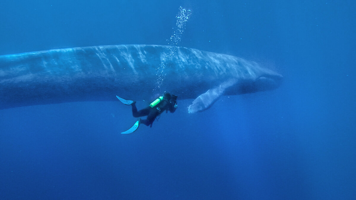 Яндекс.Картинки