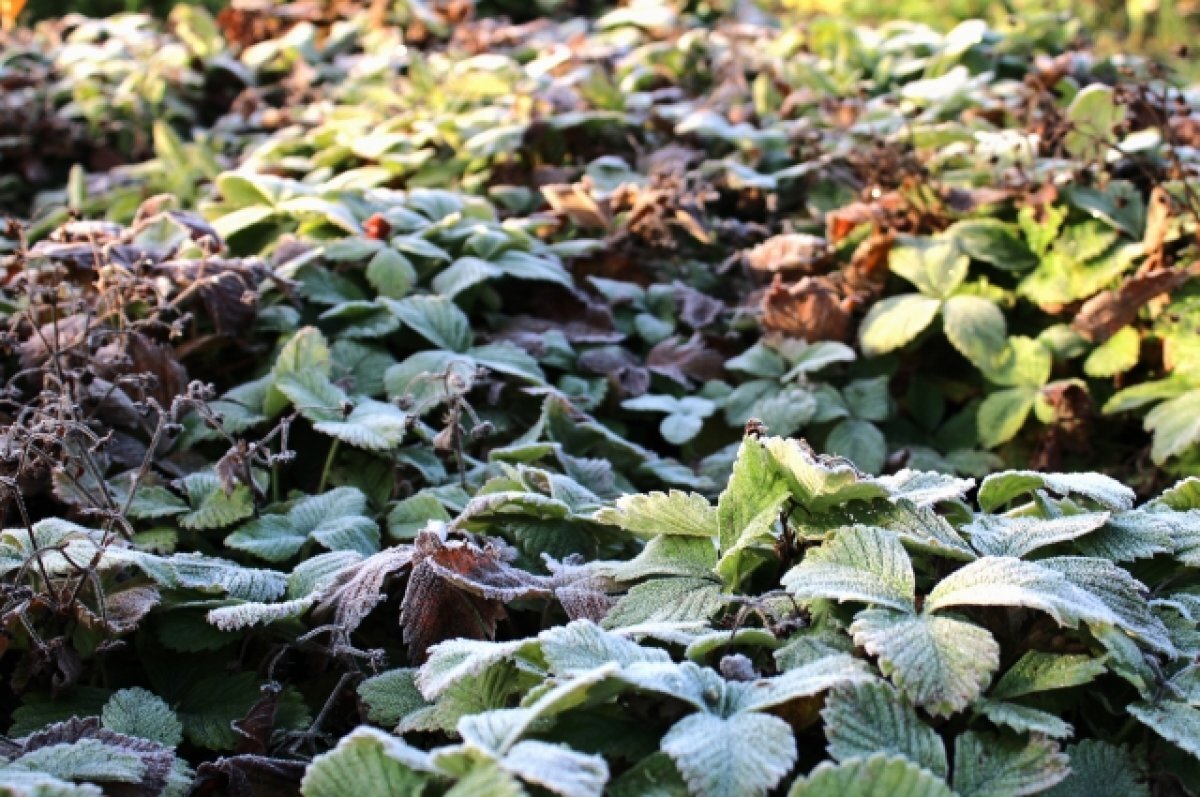    Первые заморозки в Красноярском крае ожидаются 9 и 10 сентября