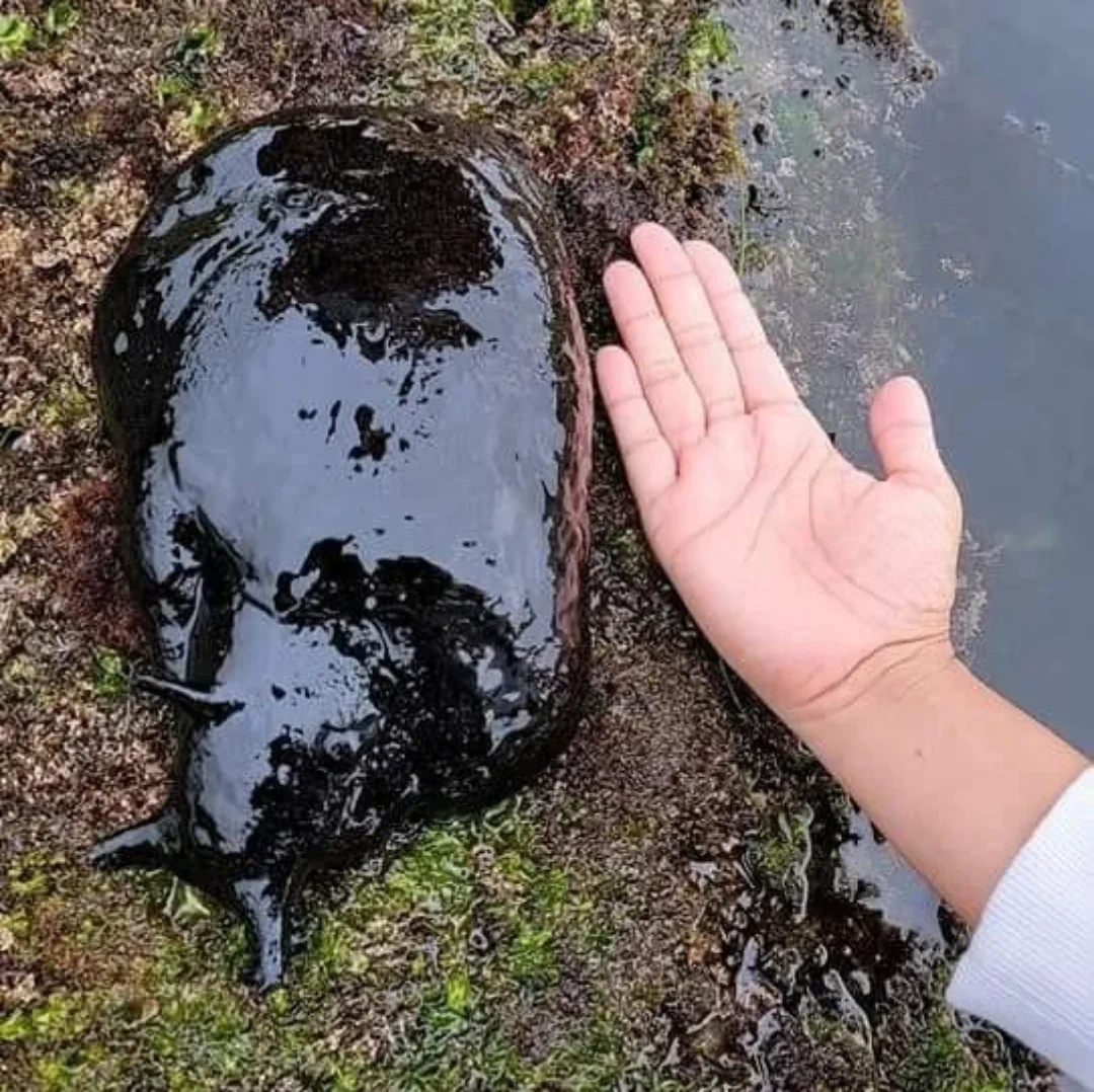 Дай пять, если хочешь жить, как этот слизень. 