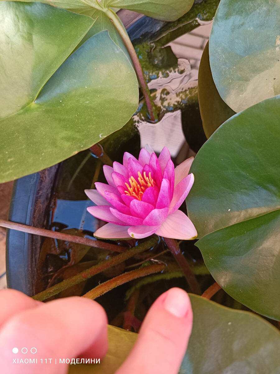 Не знаю, какое фото можно поставить на тему сегодняшней статьи. Пусть будет вот это, не по теме, зато для настроения. Это наша кувшинка зацвела 😍