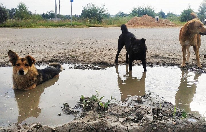 Фото: Тульская служба новостей