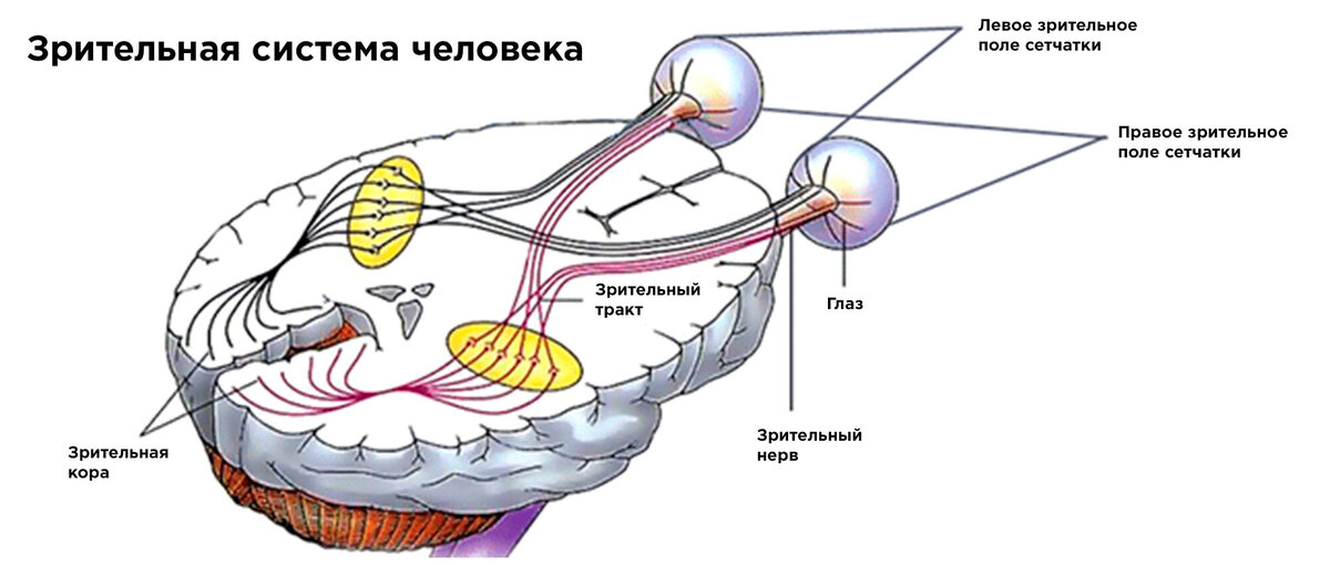 Зрительная система человека