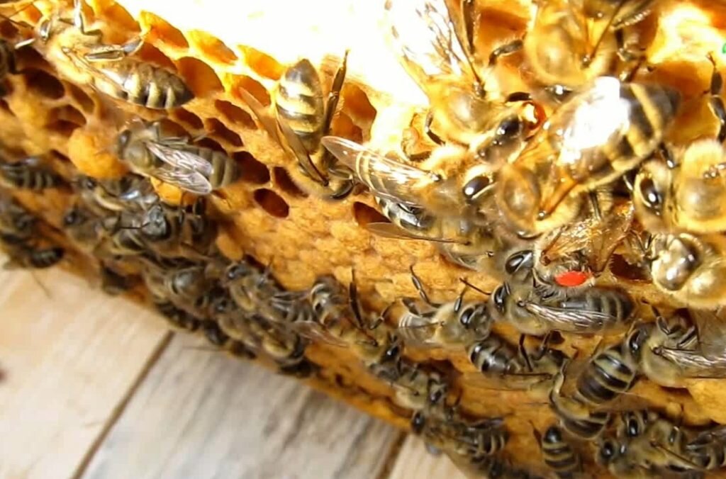 Матка с меткой в улье. Фото автора.