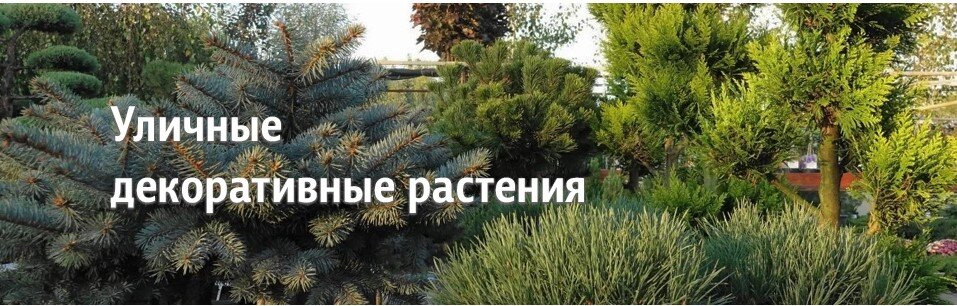Декоративные растения