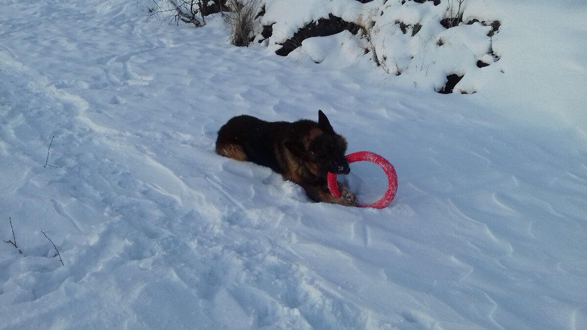 Гуляли с Диком на пруду 31 декабря 2018 года. Фото автора. 