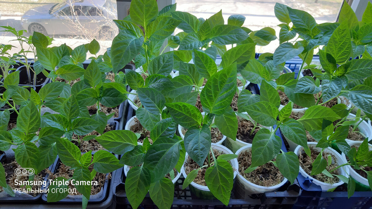 Рассада перцев. Фото автора.