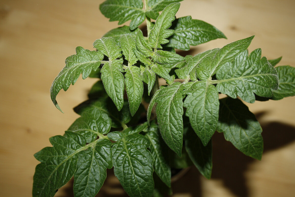 Вот такая рассада у меня в этом году 