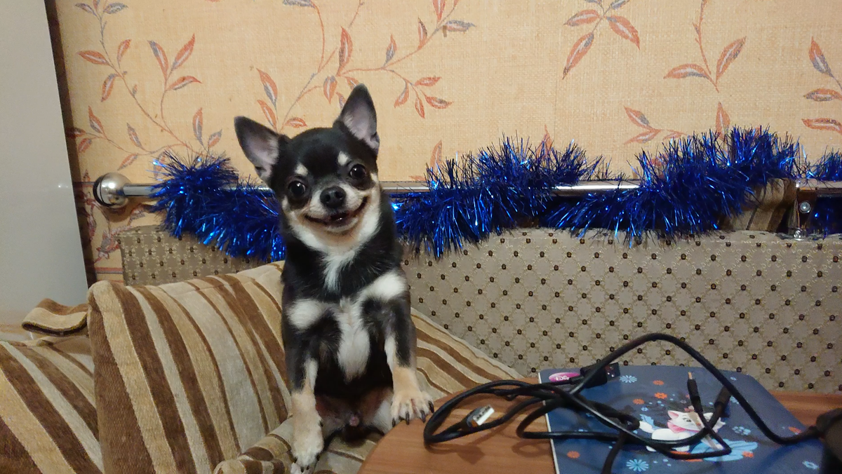 Майк собрался есть. Шутка. У собаки есть своё место для приёма пищи. Когда я сижу за столом, Майк любит сидеть за ним тоже и смотреть, что я делаю.