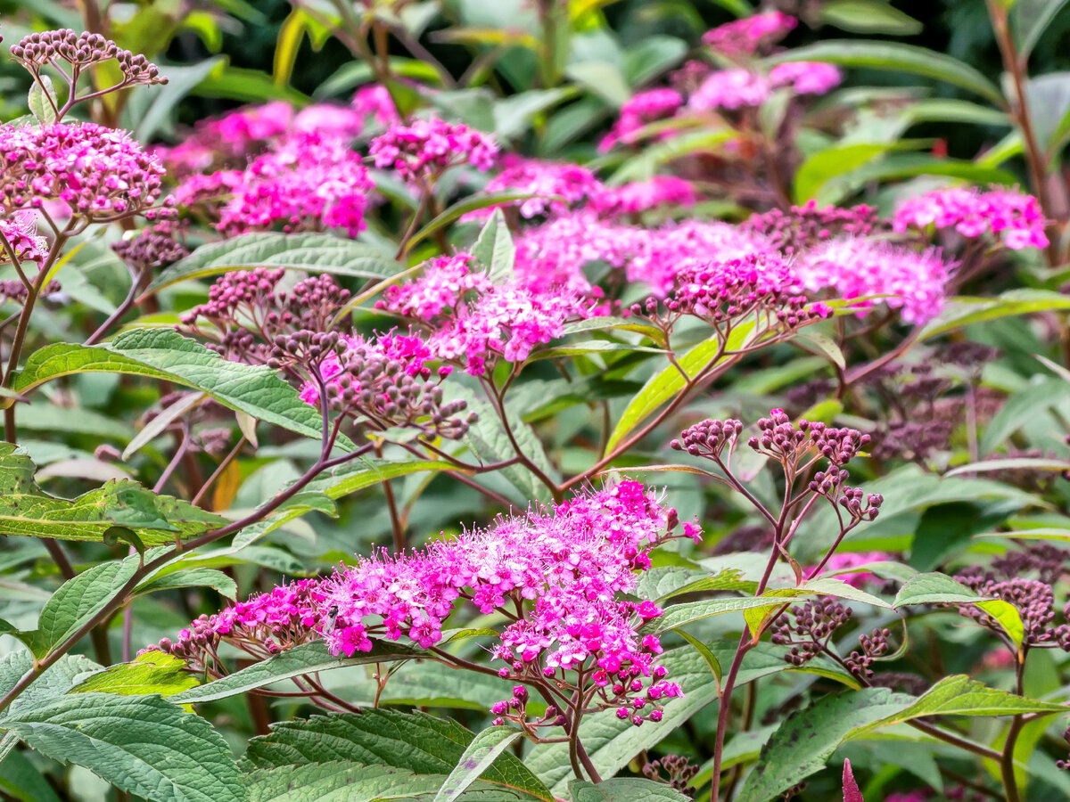 Спирея японская стрижка. Спирея японская macrophylla. Спирея японская bullata. Спирея японская макрофила. Спирея японская Дженпей.