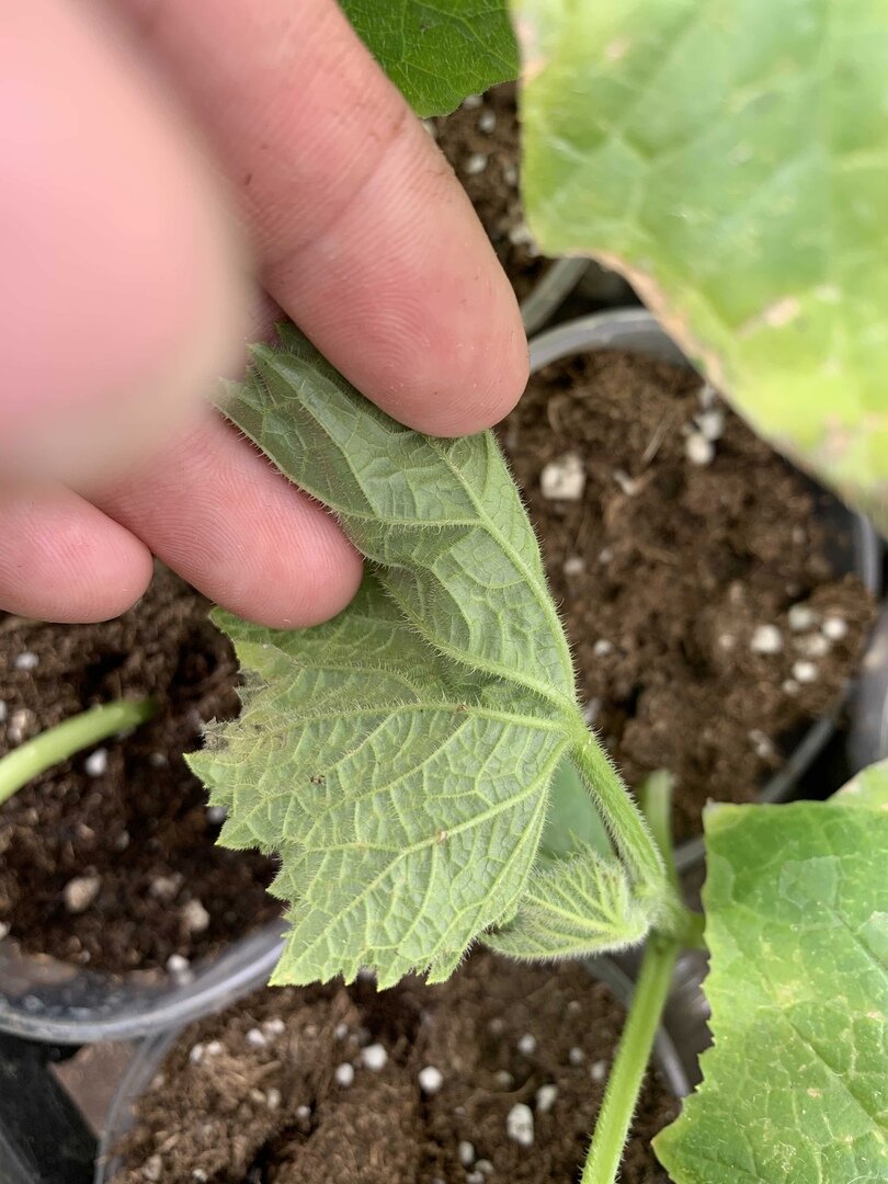 здесь пытаюсь разглядеть клеща