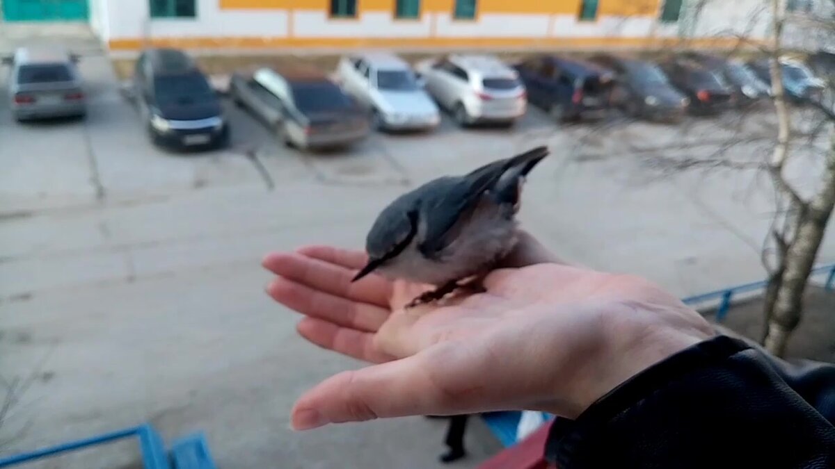 к чему в дом залетает птица через дверь | Дзен