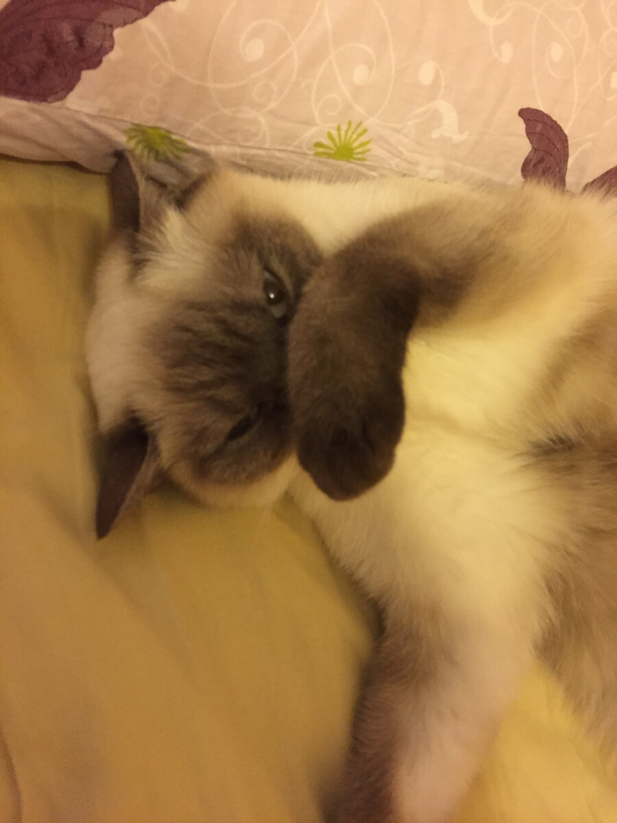 А вот так мне рот надо было прикрыть, когда я на шаурму позарилась 😂