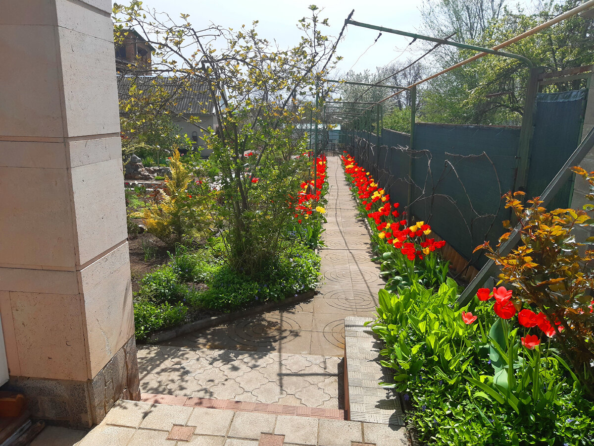 Наш сад (фото автора)