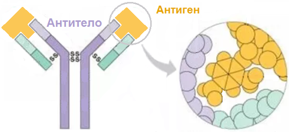 У одной молекулы антитела есть две точки связывания с конкретным антигеном. Оказавшись рядом, они обязательно свяжутся.
Например, антитело может подходить для белка «шипа» коронавируса