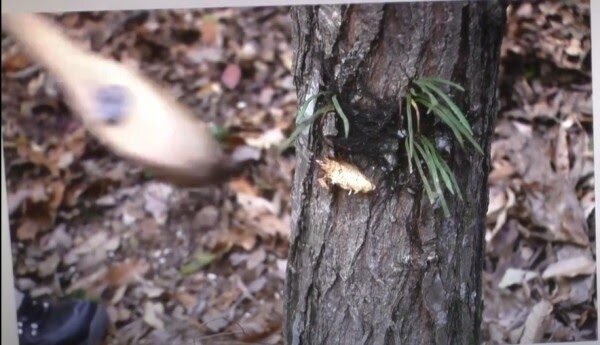 Незвконная вырубкалесов. 307 лет не могли срубить дерево. Спиленная береза. Вырубленные березы. Незаконная рубка лесных насаждений.