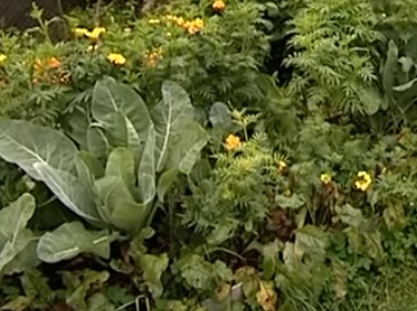 Совместные посадки овощей у меня на грядке