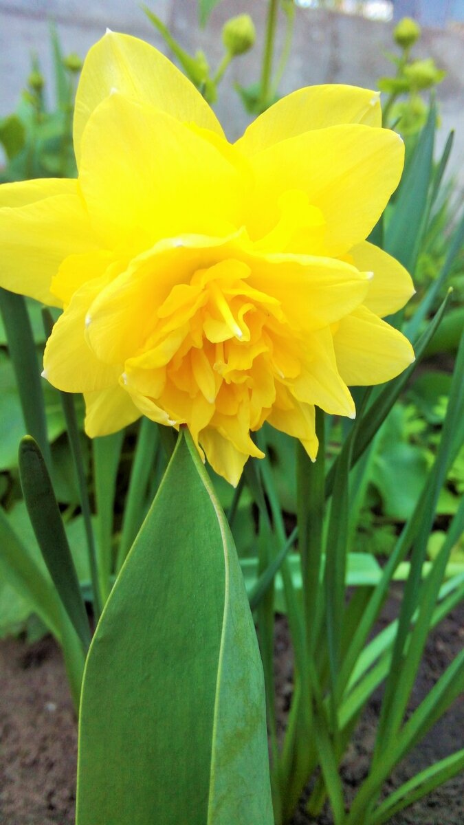 Махровый красавец