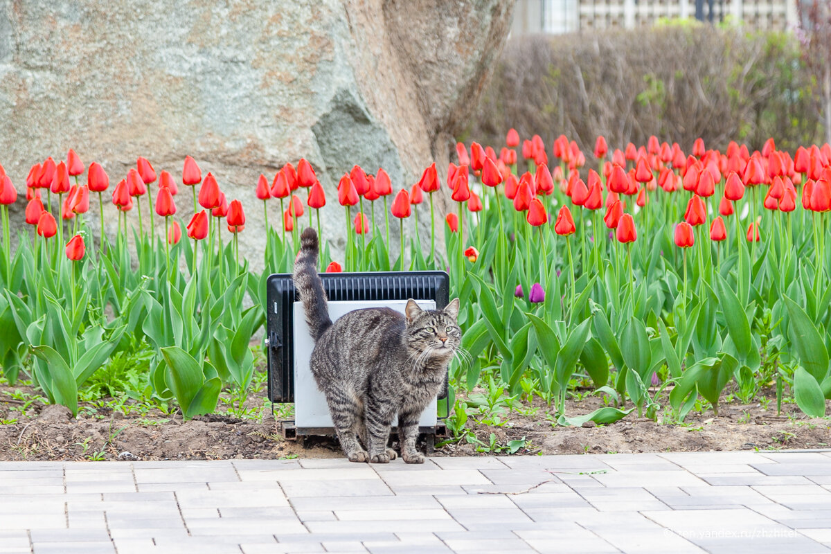 Элиста — самая экзотическая столица российского региона | ЖЖитель ...