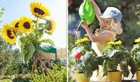 Когда и как сажать подсолнухи - семь советов по весеннему садоводству