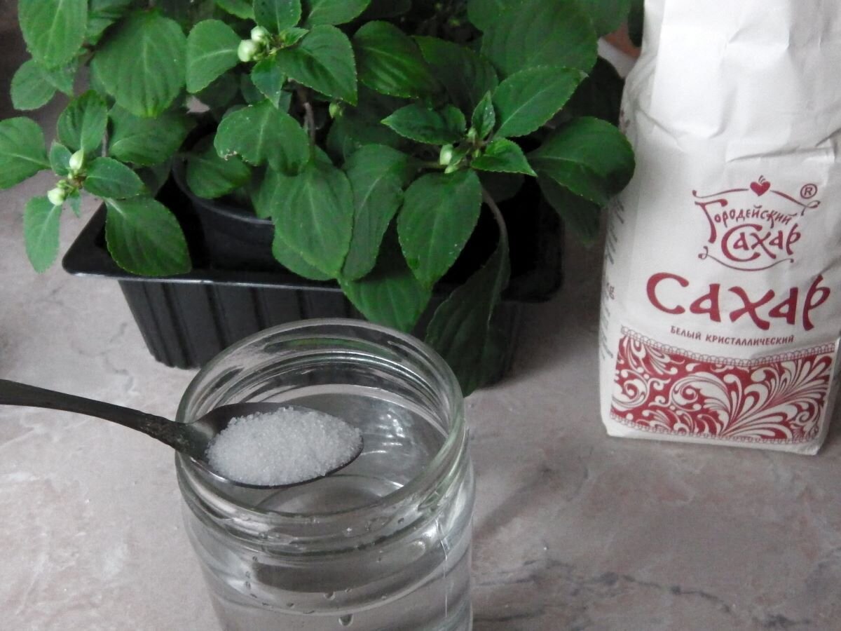 Сахар поможет избавиться от белокрылки. Фото автора