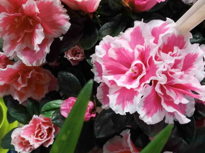 Азалия. Иллюстрация для статьи используется по стандартной лицензии ©dachnyedela.ru