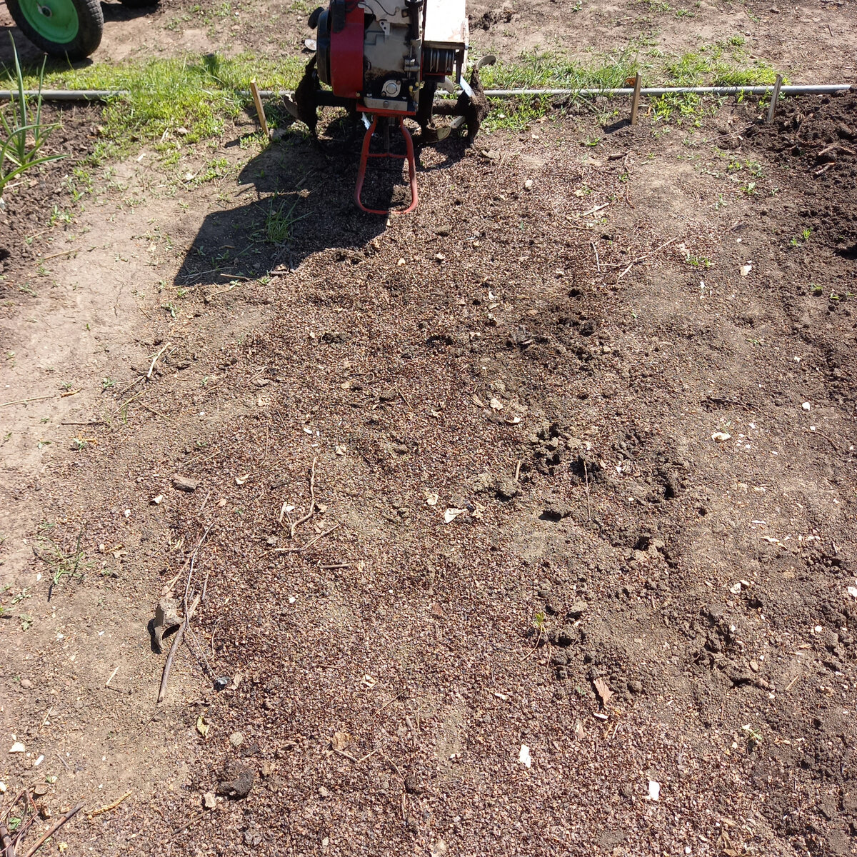 Шелуха гречневая. Фото автора