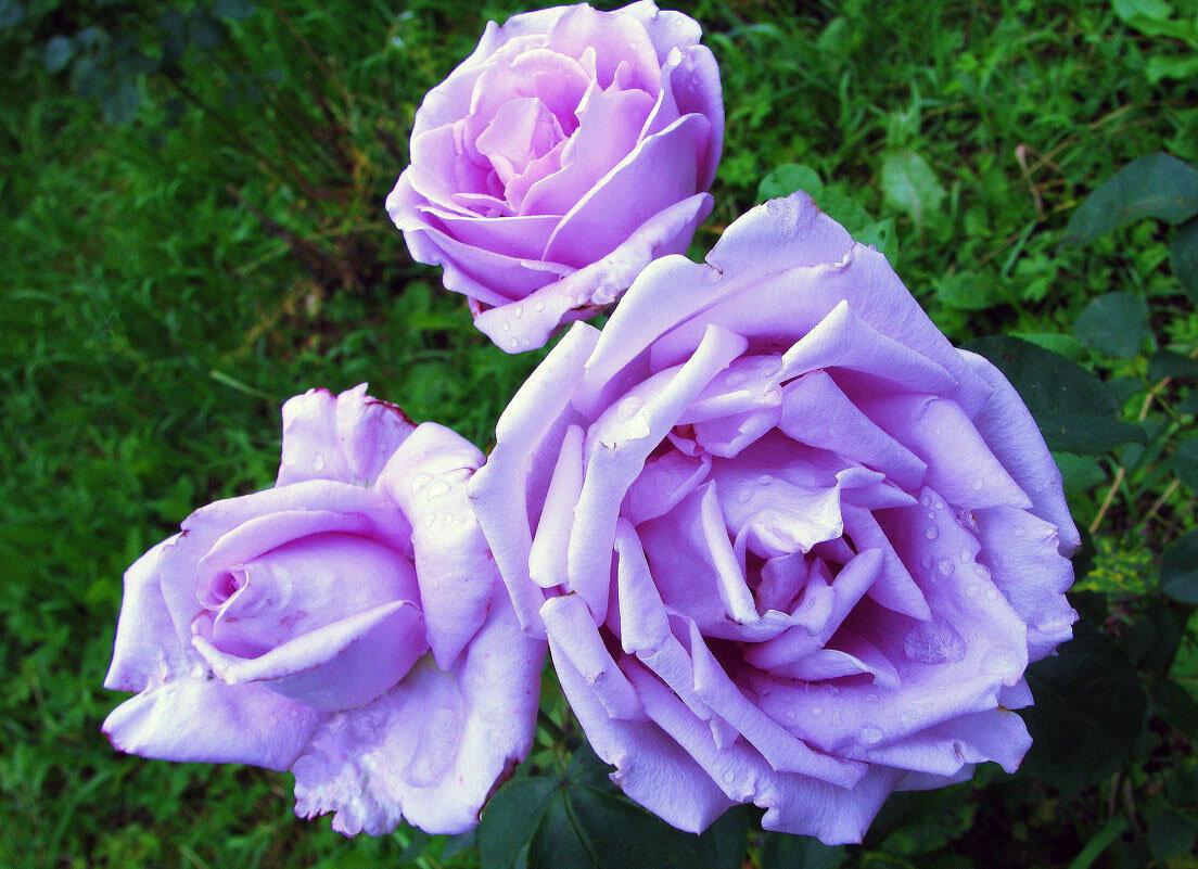 Советы по выращиванию голубых роз