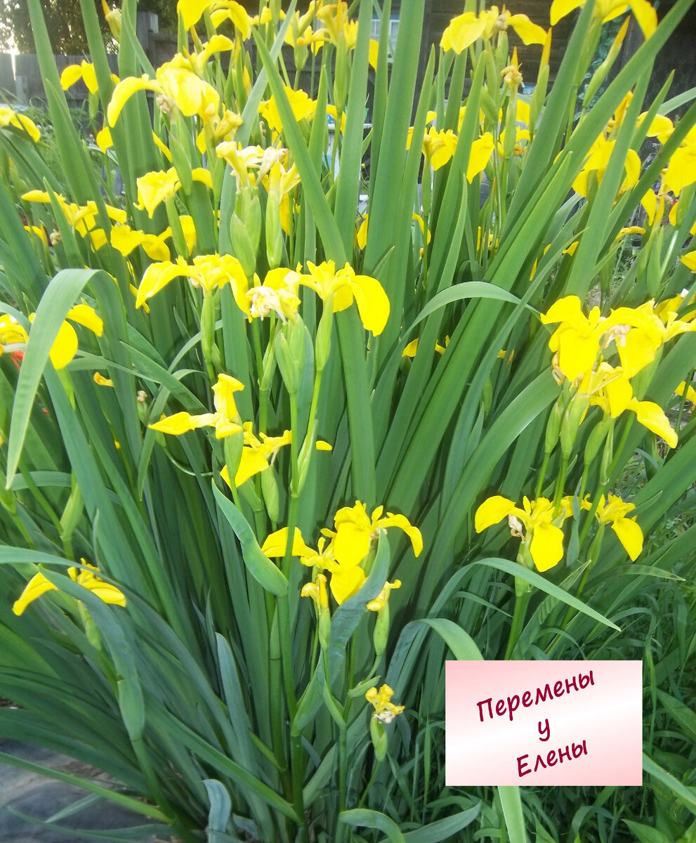 Ирис болотный