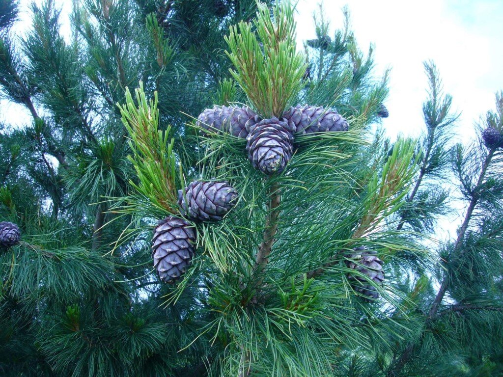 Ну кто бы не хотел иметь у себя на даче такую красоту.