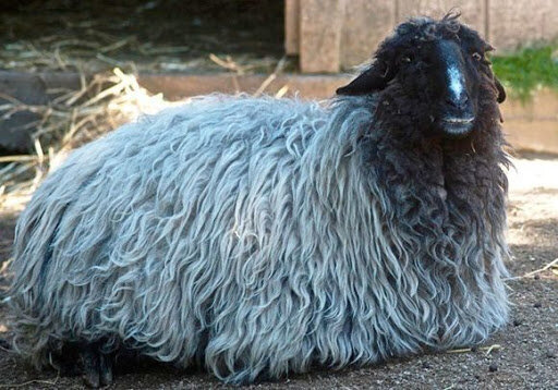 http://ecofazenda.ru/karakulskaya-poroda-ovec