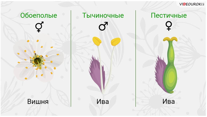 Видеоурок по биологии «Цветок и его строение»