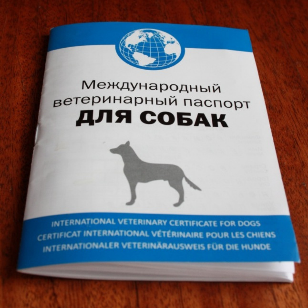 6 распространенных мифов о прививках у собак: разоблачение и опровержение