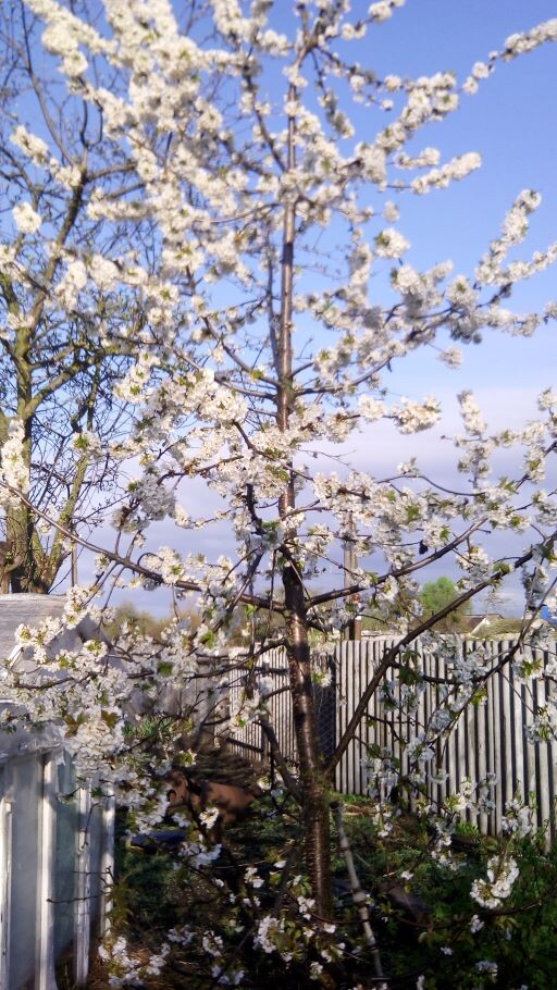 Черешня цветет