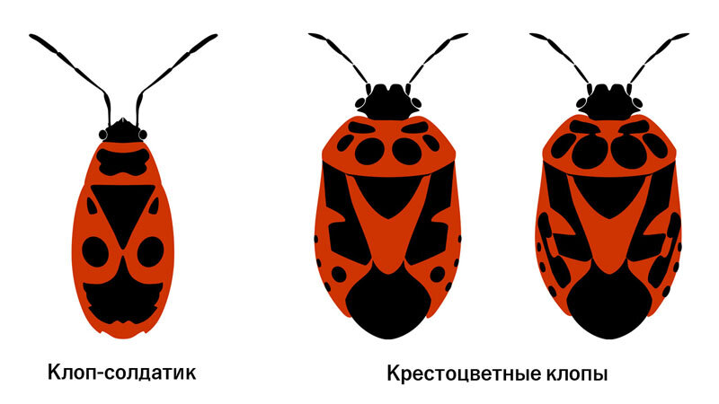 Клоп-солдатик и вредители капусты, хрена, горчицы - крестоцветные клопы.