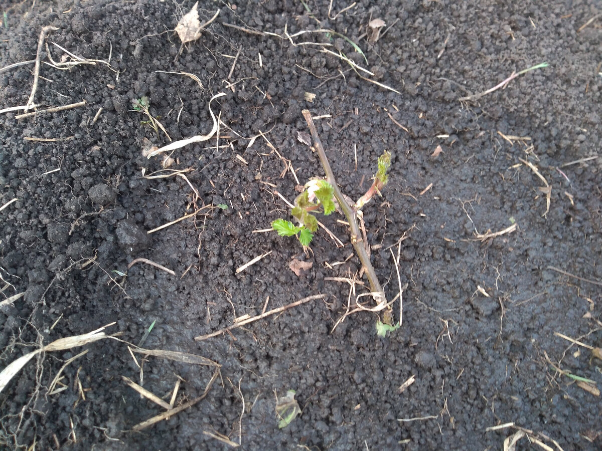 Ежевика Трипл Краун.