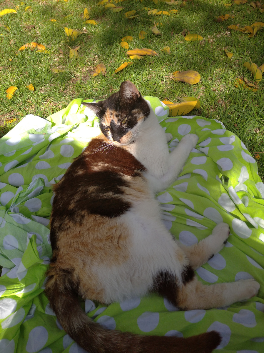 На занятиях в университете мы весело общались с преподавателем; котик тоже учился вместе с нами