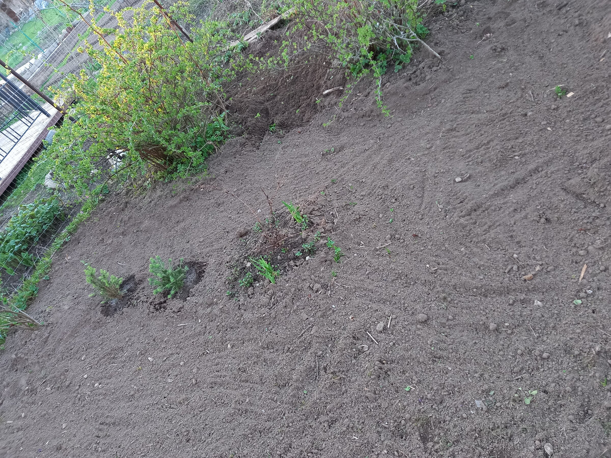 Кусок уже выровняла и травой засеяла