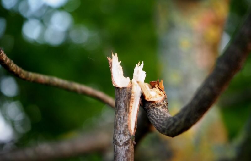 Сломанная ветка (Фото с extension.unh.edu)