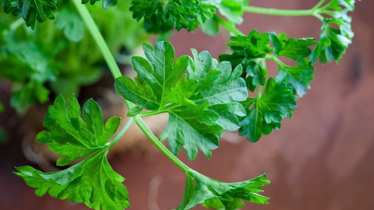 Листья петрушки